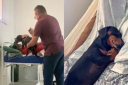 Cão se recusa a sair do lado da tutora após passar 30 dias longe por conta de internação
