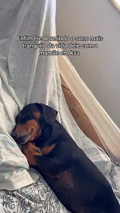 Conan só descansou completamente após voltar a dormir com a tutora.
