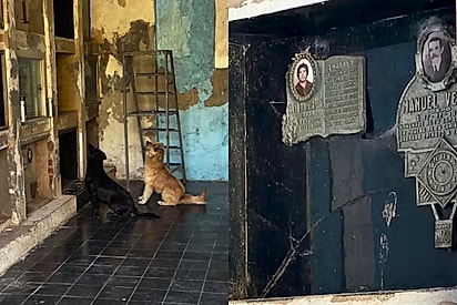 Cães chamam a atenção ao chorar e farejar túmulos em cemitério na Argentina