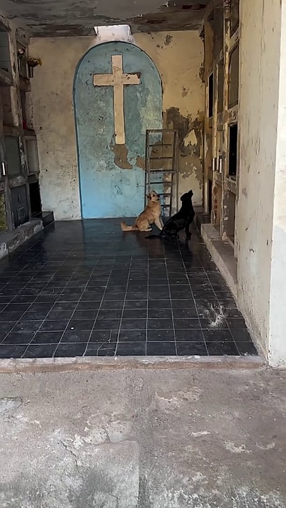Visitantes ficaram intrigados com o comportamento dos dois cães.