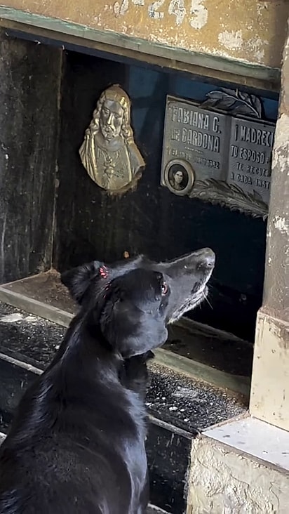 O cão de pelagem preta era o mais emotivo.