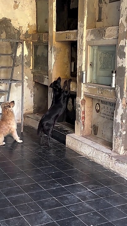 Os cães estavam agitados em frente aos tumulos.