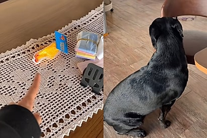 Obcecada por bolinhas, mas não sabe ouvir não: Moça viraliza ao mostrar cachorrinha cruza de golden e rottweiler