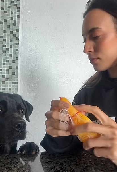 A cadela estava interessada no brinquedo que não conseguia pegar.