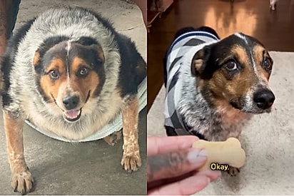 Cachorrinho obeso recebeu atenção e uma nova família