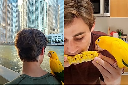 Papagaio virou parte da familia