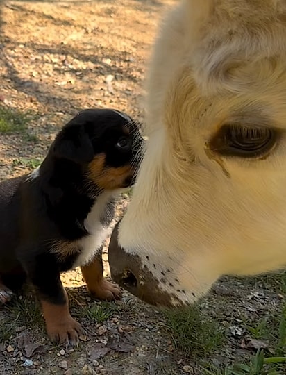 Uma das vacas interagindo com um filhote.