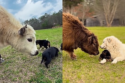 Um a um, animais da fazendo vêm conhecer novos filhotes e cena encanta 