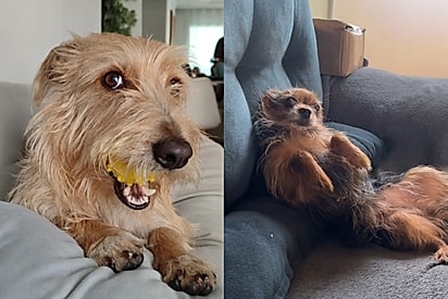 Cães fiapo de manga conquistaram o coração dos brasileiros.