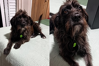 Depois do sucesso do cachorro fiapo de manga, vem aí o fiapo de coco seco: Conheça Zé Furacão, exemplar da raça.