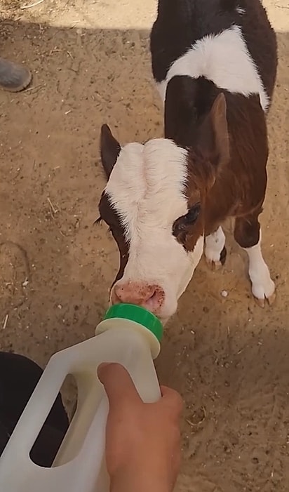 Tamar, uma bezerrinha que havia fugido de uma fazenda leiteira.