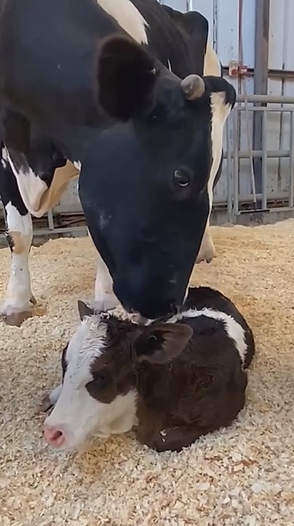 Vacas costumam ser extremamente cuidadosas com os filhotes.