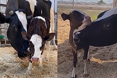 Vaca idosa que sempre quis ser mãe encontra bezerrinho órfão que precisava de amor