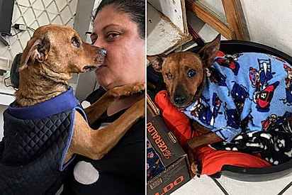 Cachorrinho que perdeu um olhinho após ser abandonado nas ruas espera por uma família que enxergue seu amor.