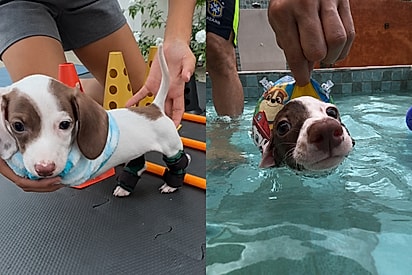 “Ele não precisava de pena”: Veterinária acolhe filhote sem as patinhas dianteiras e descobre que ele era o amor da sua vida.