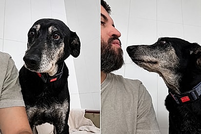 “Ele só quer ser amado”: Cão idoso que sobreviveu às ruas espera há 2 anos por uma família para amar