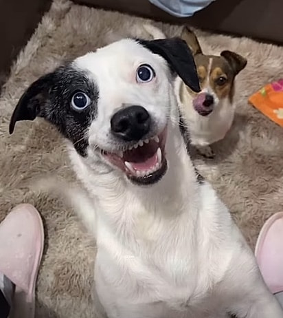 A cachorrinha Amora.
