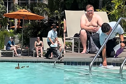 Tem meu voto para o homem do ano: Funcionário de hotel toma atitude singela para família de patinhos que invadiu piscina e cena viraliza