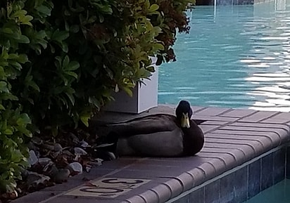 Foto de hóspede mostra um pato na piscina. 
