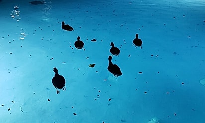 Foto de hóspede mostra uma família de patos aproveitando a piscina. Que fofos!, comenta. 