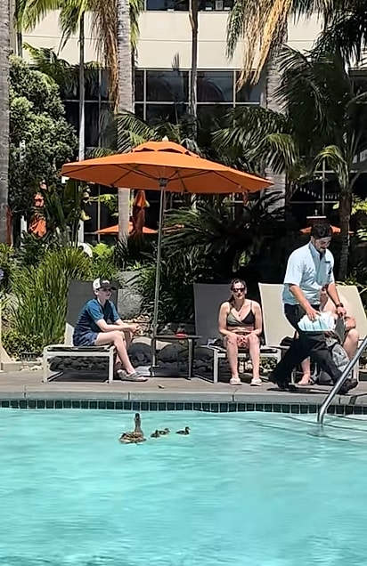 A borda da piscina era alta para os filhotes.