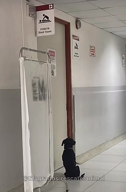 Hachiko ficou ao lado da porta, esperando pacientemente.