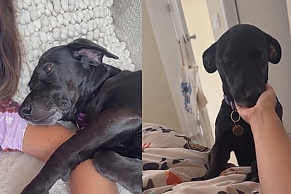 O cão começou a mostrar, aos poucos, uma personalidade extremamente carinhosa.