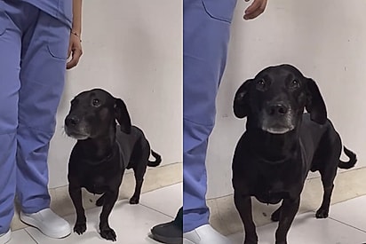 Dois dias sentado, esperando. Ele não sabia que ela não voltaria — e ninguém teve coragem de tirá-lo dali