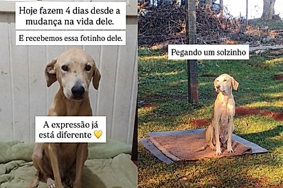 Guerreiro após quatro dias de cuidados.