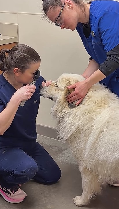 Gus passou por uma avaliação veterinária completa.