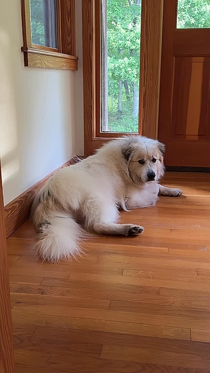 Gus é um cão da raça Grande Pirineus.