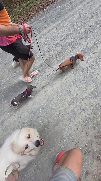 Gus passeando com a nova família.