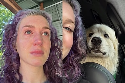 Não percebi o quanto tinha me apegado: Moça chora ao saber que dono iria buscar cachorro que ela resgatou na beira da estrada