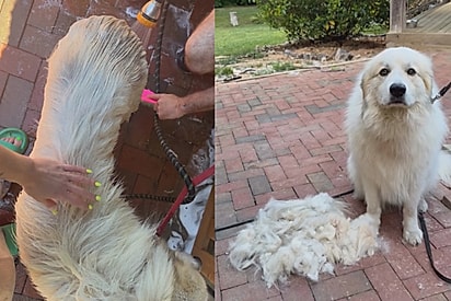 Emily e a família decidiram dar um banho no cão.