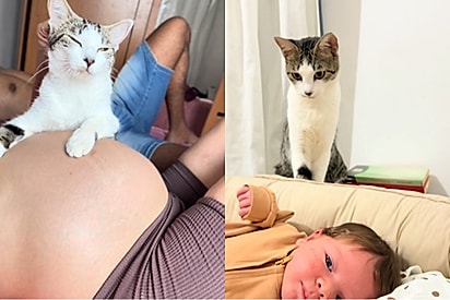 Gata se considera a mãe de bebê