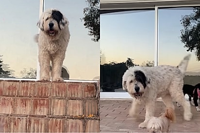 Cadela idosa brinca com seus irmãoszinhos menores