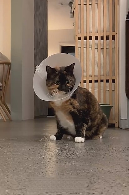 A gata coloca o cone por conta própria.