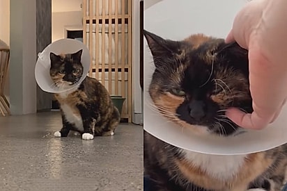 Gata aprende a colocar colar e se fingir de doente sempre que quer atenção e esperteza chama atenção