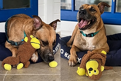 Cão resgatado encontra conforto em macaquinho de pelúcia enquanto espera por uma família.