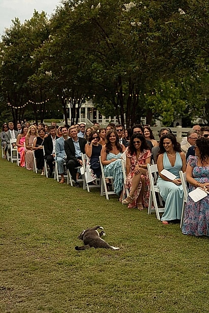 Um ‘gato de smoking’ cinza simplesmente se deitou bem no meio do corredor da cerimônia.