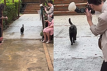 ‘É preto, é muita sorte’: Noiva faz pedido especial para gato preto durante seu casamento e pet cumpre com maestria