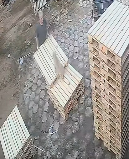 O homem precisou adaptar a tarefa para não tirar o cão do lugar. 