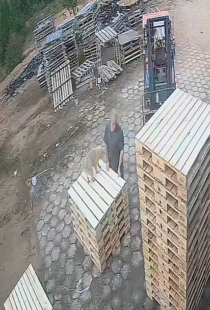 Cleitinho vai para o trabalho todos os dias. 