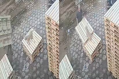 “Atrapalhante de marceneiro”: Filha mostra como o cão do pai ‘ajuda’ no trabalho e cena encanta