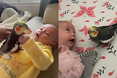 Ela está ensinando ele a cantar: calopsita cuida de bebê como se fosse seu e cena encanta