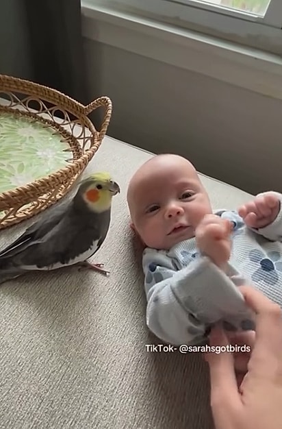 A calopsita ficou encantada pela nova integrante da família.