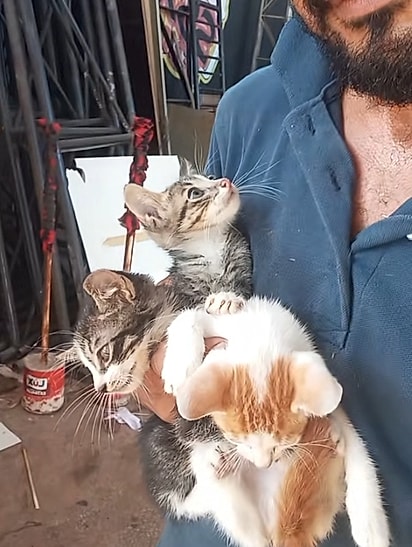 Um dos filhotes mantinha os olhos fixos nele.