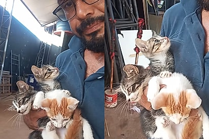Cadê a mãe de vocês?: Homem da triste notícias para gatinhos e faz promessa emocionante