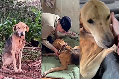 Em seis meses, esses olhinhos não vão mais ser tristes: cão resgatado com corrente pesada escuta promessa emocionante