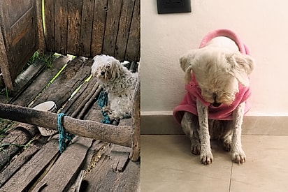 Cachorrinha que passou anos amarrada é resgatada e finalmente ganha o final que merecia.